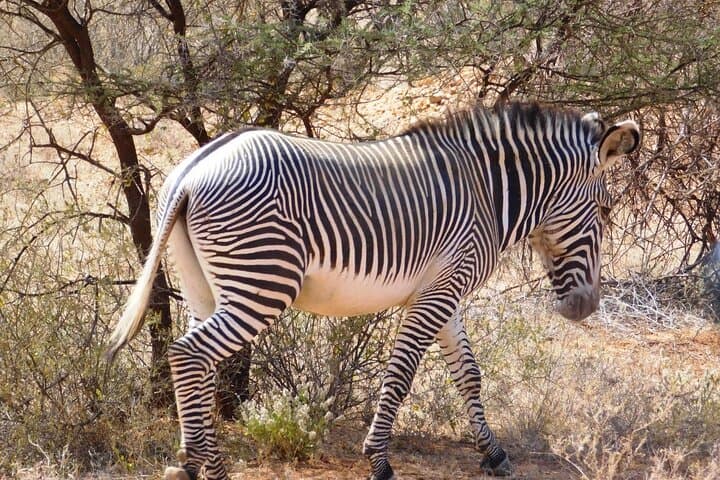 Hell's Gate Biking and Lake Naivasha Day Trip from Nairobi — Bikes, Gorges & Hippos photo 5