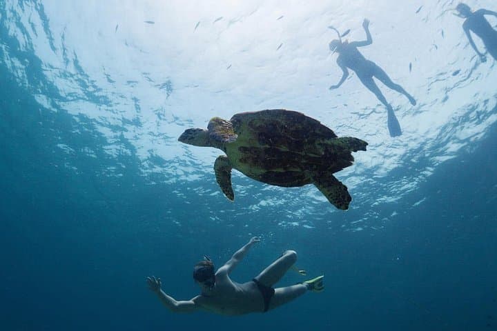 Los Tuneles Snorkeling Day Trip — Snorkel Lava Tunnels & Wild Galápagos Marine Life