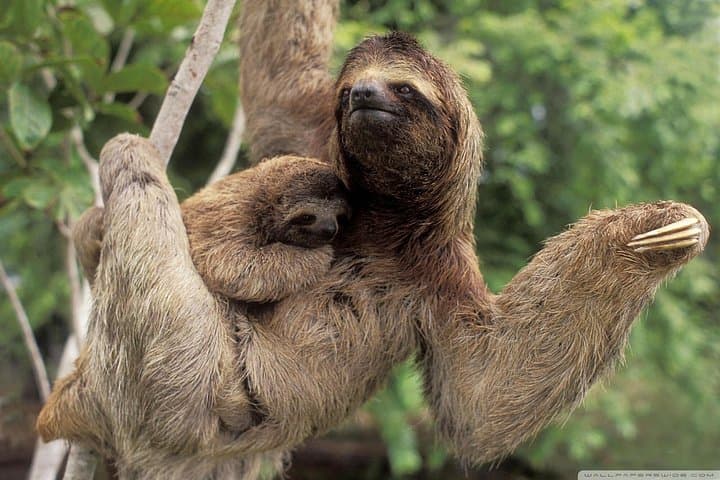 Sloth Watching Trail in La Fortuna: Rainforest Walk to See Sloths Up Close photo 1
