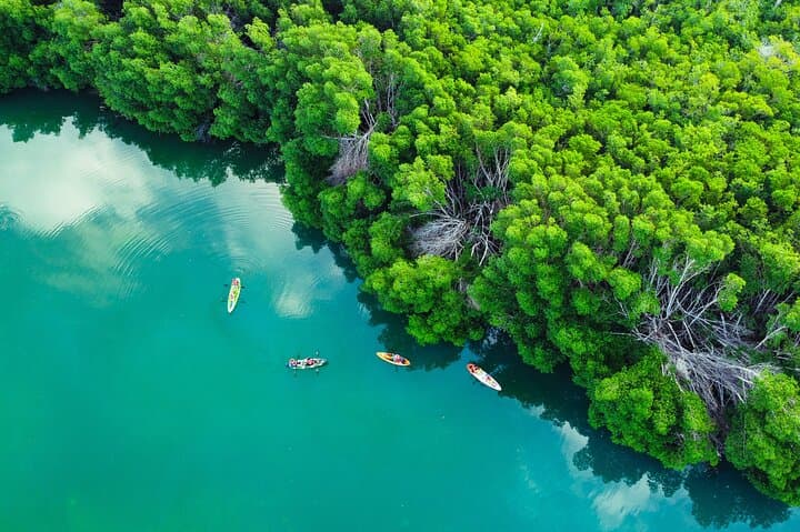 Sunset Kayak Tour in Laguna Nichupté: Mangroves, Birds, and Coastal Light photo 4