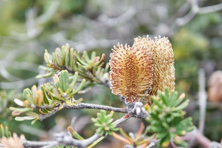 Off-Season Three Capes Hiking Tour: 3-Day Tasman Peninsula Explorer photo 2