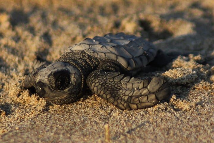 Sunset Sea Turtle Release in Puerto Vallarta — Conservation Beach Experience photo 2