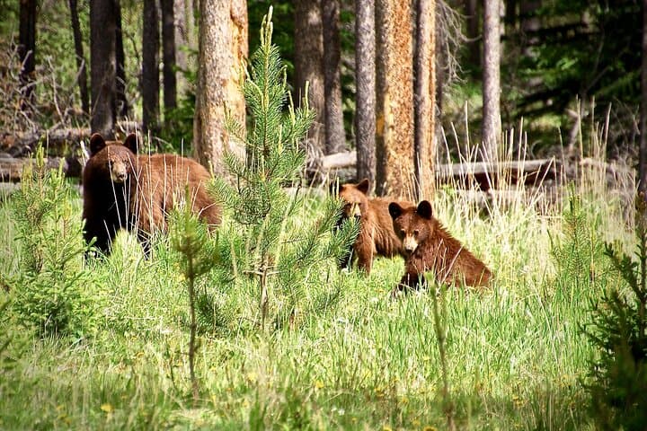 Icefields Parkway Highlights and Secrets: Banff to Columbia Icefield Day Tour photo 3