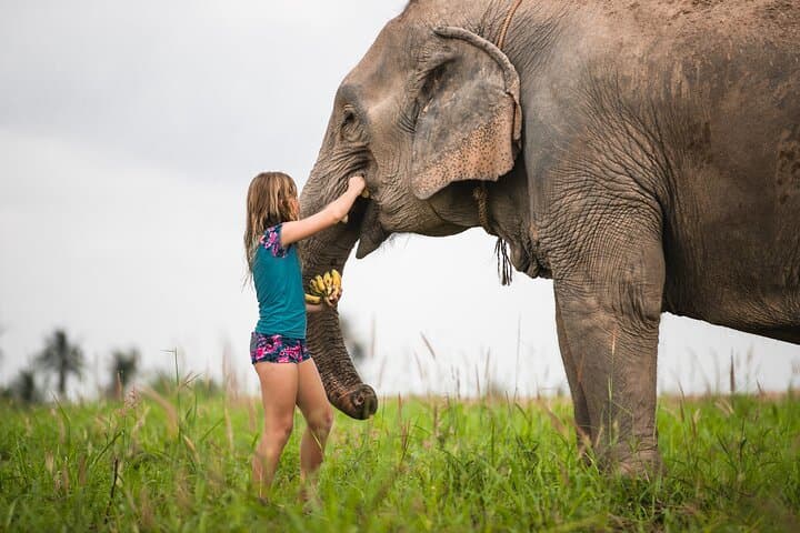 Elephant Jungle Sanctuary Pattaya — Half-Day Morning Program Guide photo 2