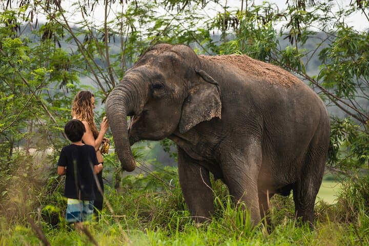 Elephant Jungle Sanctuary Pattaya — Half-Day Morning Program Guide photo 3