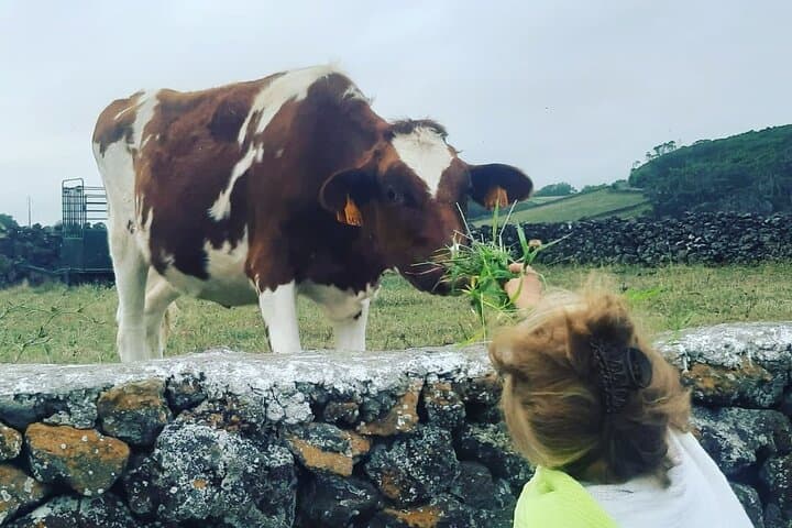 Half-Day West Coast Van Tour — Terceira Island Views & Cheese Tasting photo 6