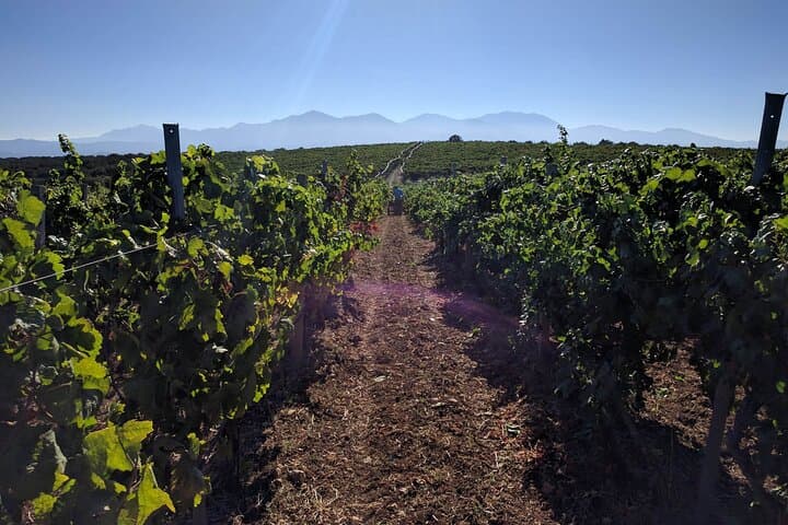 Peza Valley Private Wine Tour: Two Wineries, Tastings & Traditional Cretan Lunch photo 6