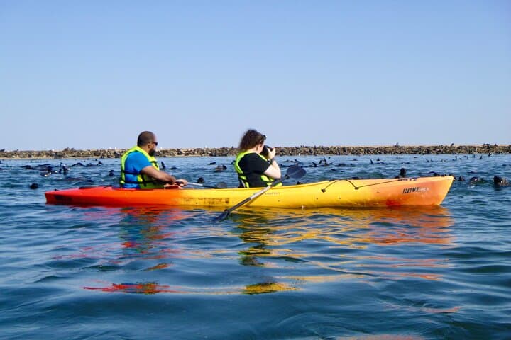 Kayak with the Pelican Point Seal Colony: Half-Day Tour from Walvis Bay photo 4
