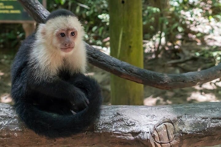 Roatan Zipline and Monkey Park: Canopy Flight Over the Bay Islands photo 4