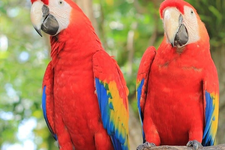 Roatan Mayan Jungle VIP Zipline and ATV Adventure photo 6