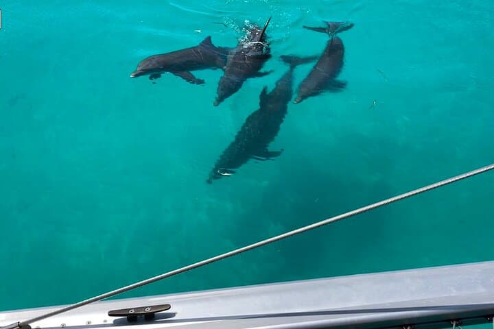Key West Dolphin Watch & Sunset Sail Aboard a 42-Foot Catamaran photo 3