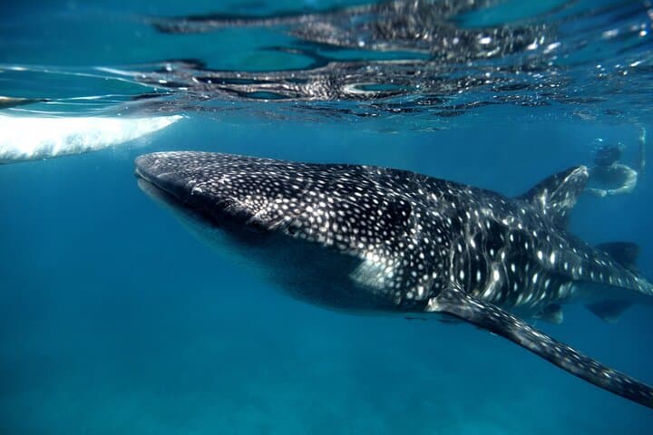 Swim with Whale Sharks off Isla Mujeres: Guided Boat Trip from Punta Sam
