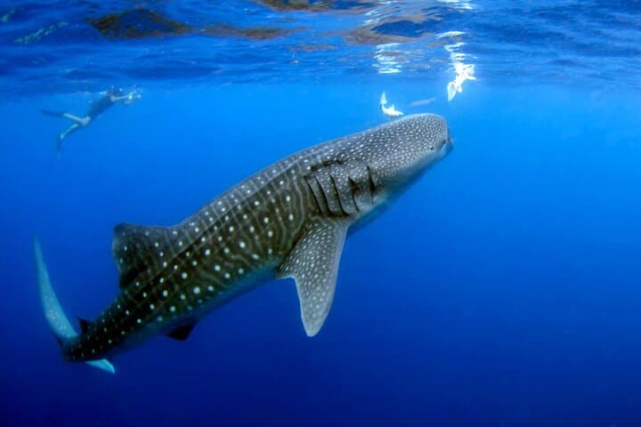 Swim with Whale Sharks from Cancún: Punta Sam to Isla Mujeres Day Trip photo 4