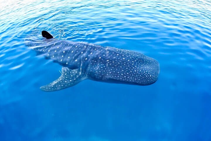 Swim with Whale Sharks from Cancún: Punta Sam to Isla Mujeres Day Trip
