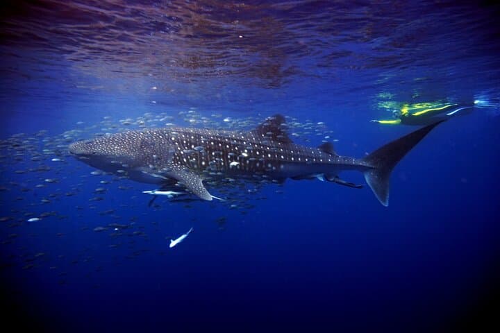 Swim with Whale Sharks from Cancún: Punta Sam to Isla Mujeres Day Trip photo 6