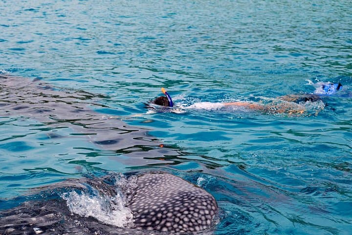 Swim with Whale Sharks from Cancun: Punta Sam to Isla Mujeres Day Trip photo 2
