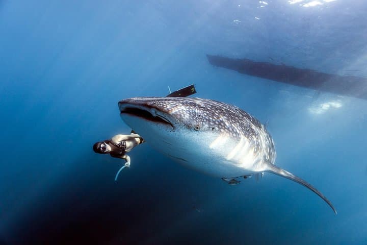 Swim with Whale Sharks in Cancun: Guided Snorkel & Isla Mujeres Visit photo 3