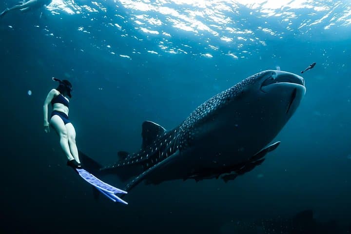 Swim with Whale Sharks in Cancun: Guided Snorkel & Isla Mujeres Visit photo 1
