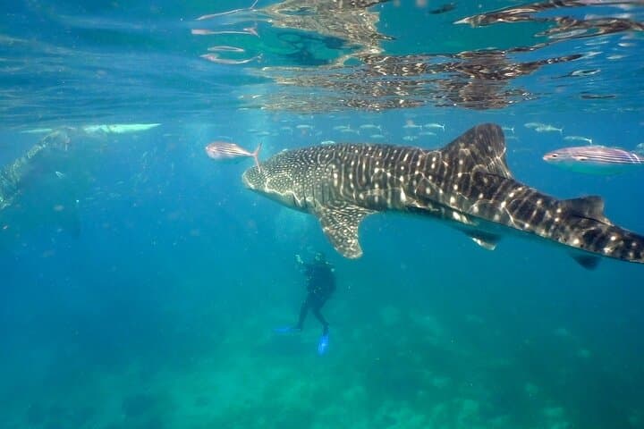 Swim with Whale Sharks in Cancun: Punta Sam to Isla Mujeres Encounter photo 3