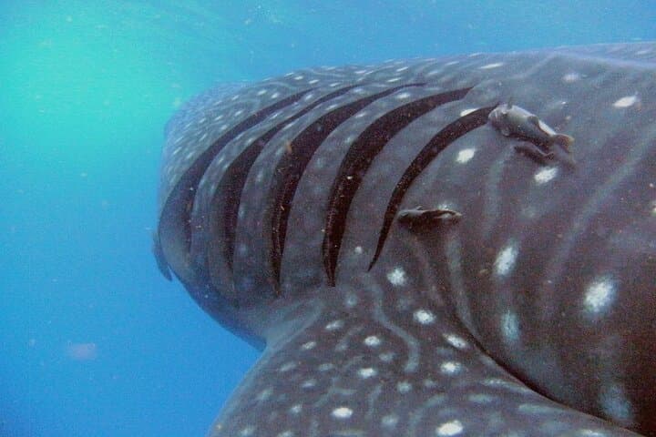 Swim with Whale Sharks from Cancun — Guided Snorkel, Reef Stop & Lunch
