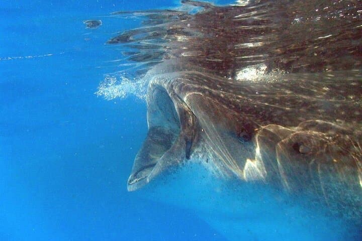 Swim with Whale Sharks from Cancun — Guided Snorkel, Reef Stop & Lunch photo 2