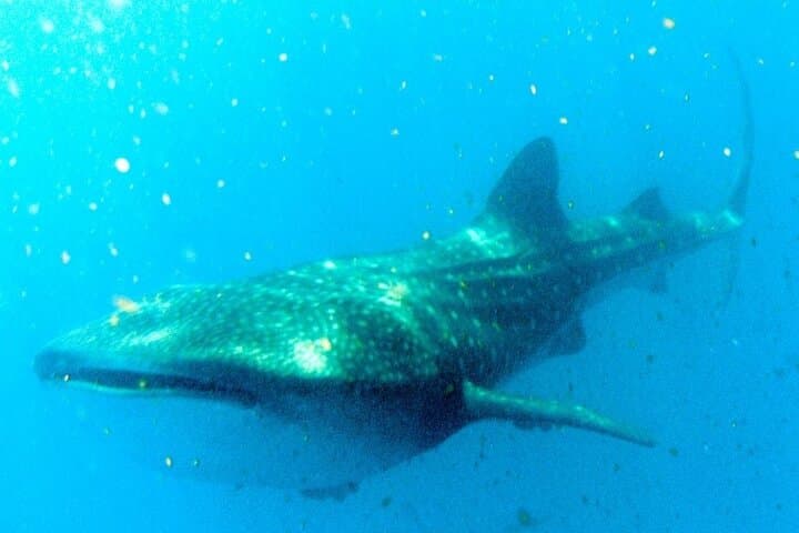 Swim with Whale Sharks from Cancun — Guided Snorkel, Reef Stop & Lunch photo 3