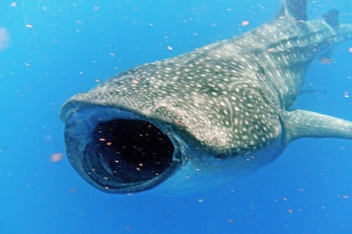 Swim with Whale Sharks from Cancun — Guided Snorkel, Reef Stop & Lunch photo 4