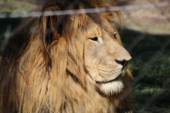 Karoo Day Safari from Cape Town: Big Five Game Drive Experience photo 4