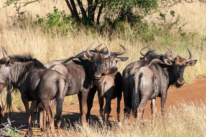 Karoo Day Safari from Cape Town: Big Five Game Drive Experience photo 5