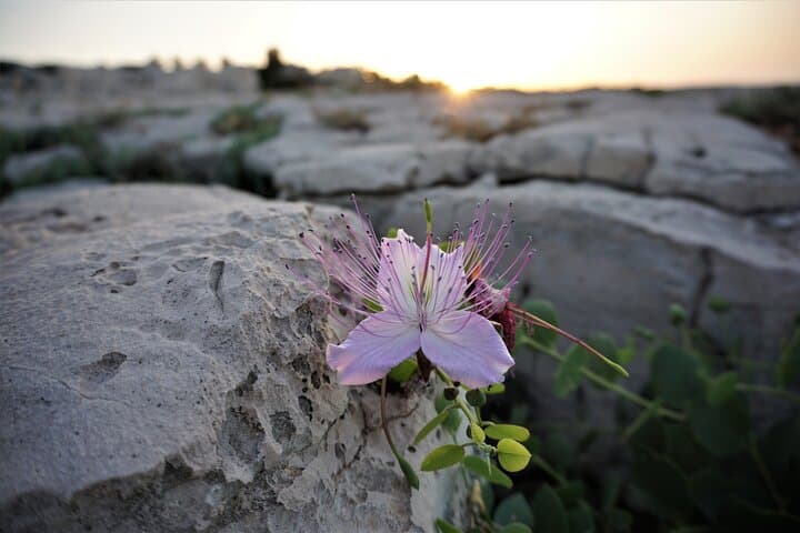 Coastal Hike and Foraging on the Melendugno Cliffs: Guided 8km Walk with Local Lunch photo 5