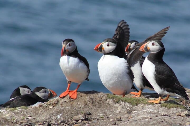 Inner Farne Bird Sanctuary Cruise from Seahouses — Puffins, Seals & Lighthouse Stories