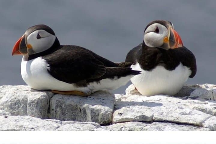 Inner Farne Bird Sanctuary Cruise from Seahouses — Puffins, Seals & Lighthouse Stories photo 3