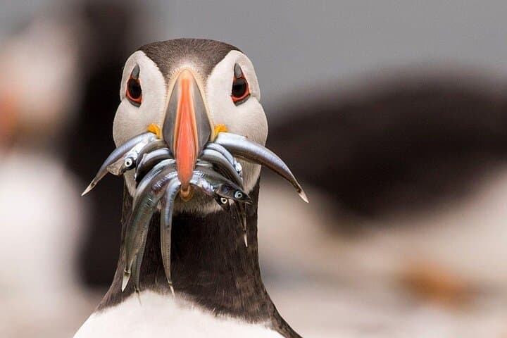 Inner Farne Bird Sanctuary Cruise from Seahouses — Puffins, Seals & Lighthouse Stories photo 5