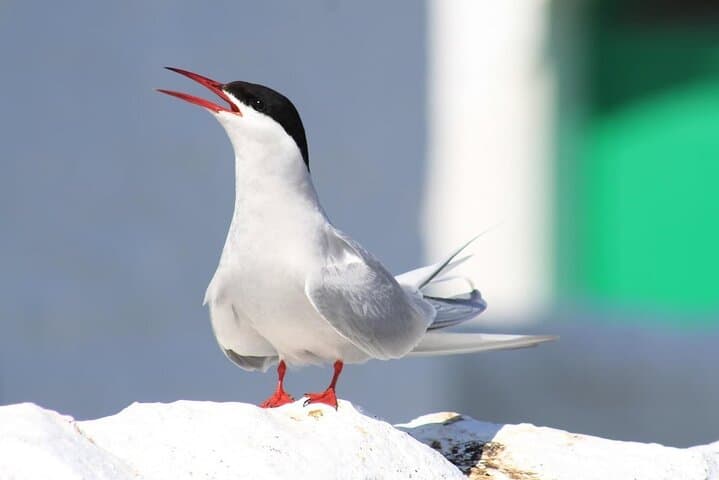 Inner Farne Bird Sanctuary Cruise from Seahouses — Puffins, Seals & Lighthouse Stories photo 6