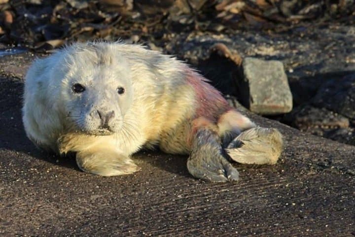 Farne Islands Longstone Lighthouse Tour from Seahouses — Grace Darling, Seals & Seabirds photo 2