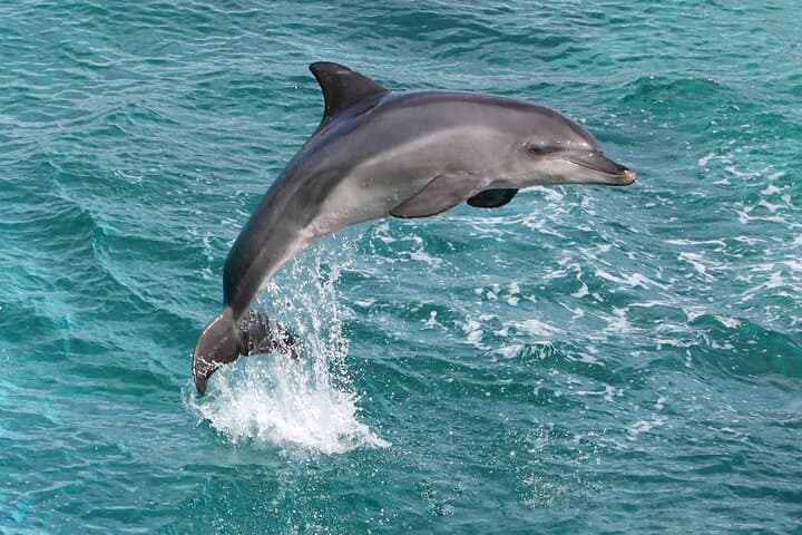 Alanya Catamaran Cruise: 6-Hour Boat Trip with Lunch & Drinks photo 5