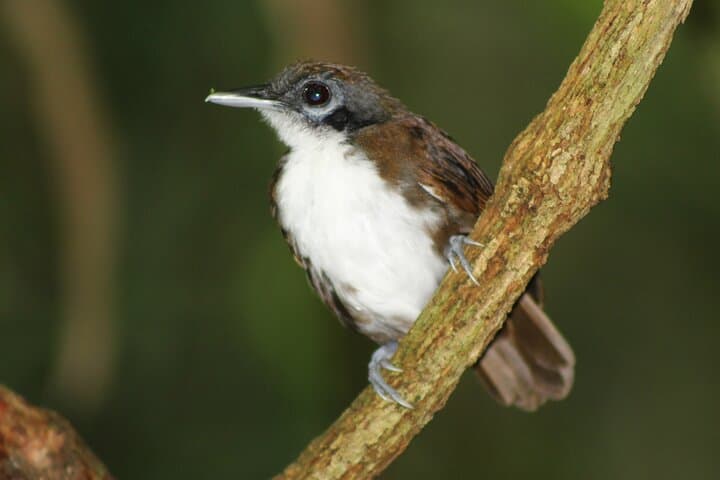 Birding Pipeline Road: Tropical Forest Birdwatching from Colón Cruise Port