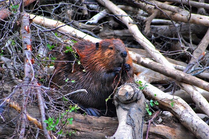 4x4 Off‑Road Adventure to Lago Escondido & Khami (Fagnano) — Day Tour from Ushuaia photo 3
