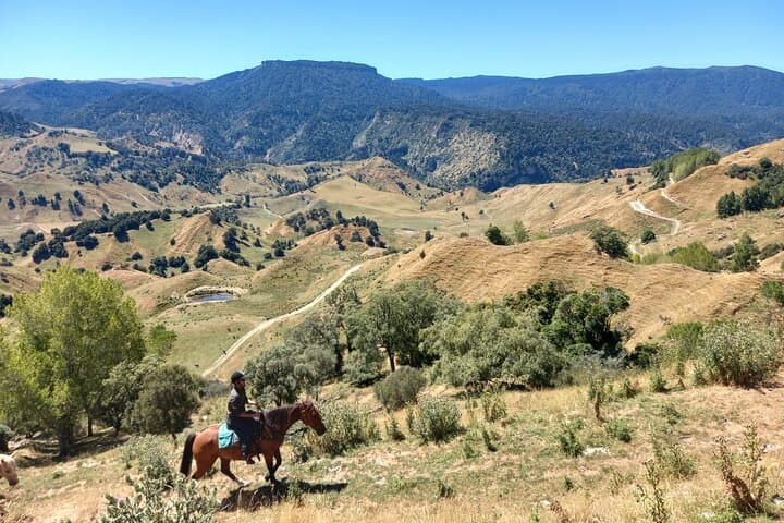 Rangitikei Canter: Half-Day Bitless Horsemanship Ride at River Valley Stables photo 3