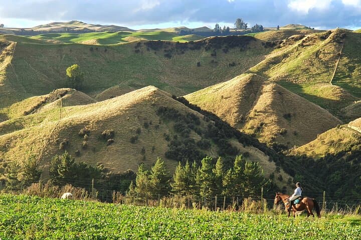 Rangitikei Canter: Half-Day Bitless Horsemanship Ride at River Valley Stables photo 5