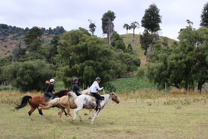 Rangitikei Canter: Half-Day Bitless Horsemanship Ride at River Valley Stables photo 4
