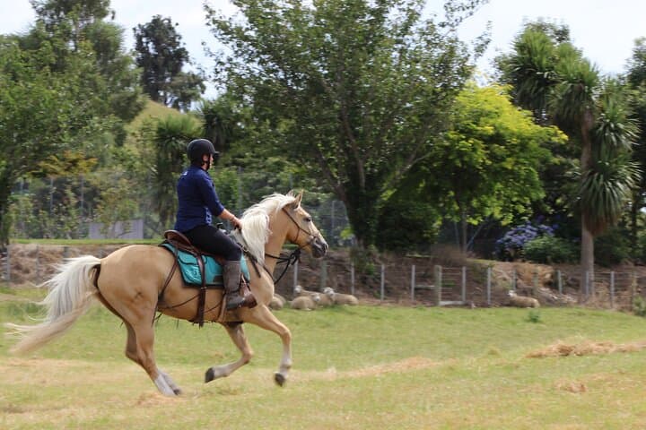 Rangitikei Canter: Half-Day Bitless Horsemanship Ride at River Valley Stables photo 6