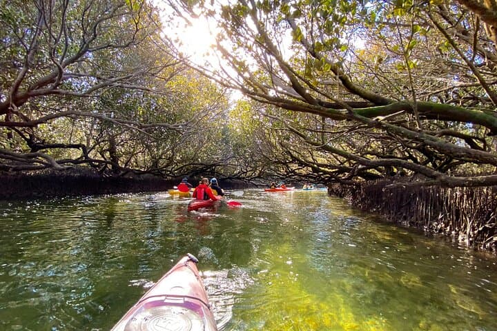 Paddling with Port River Dolphins: Kayak the Adelaide Dolphin Sanctuary Mangroves photo 4