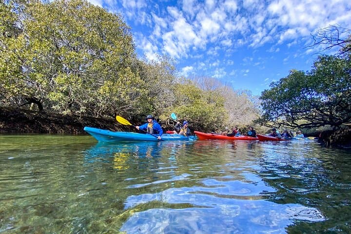Paddling with Port River Dolphins: Kayak the Adelaide Dolphin Sanctuary Mangroves photo 5