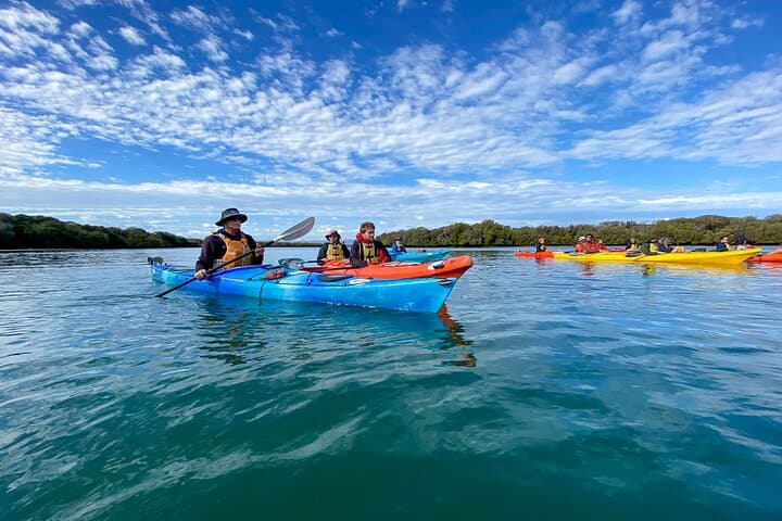 Paddling with Port River Dolphins: Kayak the Adelaide Dolphin Sanctuary Mangroves
