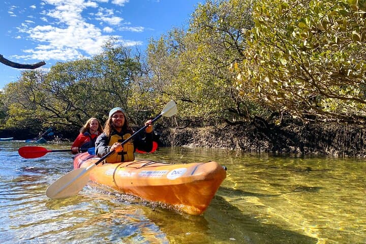 Paddling with Port River Dolphins: Kayak the Adelaide Dolphin Sanctuary Mangroves photo 3