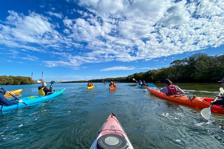 Paddling with Port River Dolphins: Kayak the Adelaide Dolphin Sanctuary Mangroves photo 6