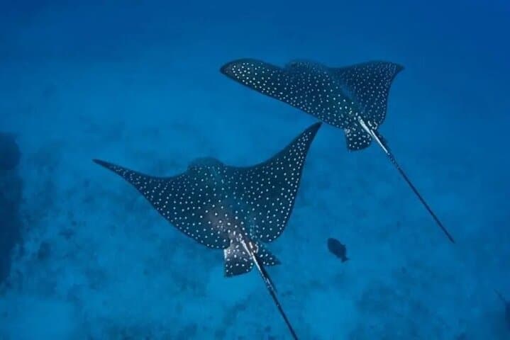 Golden Hour Snorkeling in Playa Flamingo: Private Sunset Boat Tour photo 4