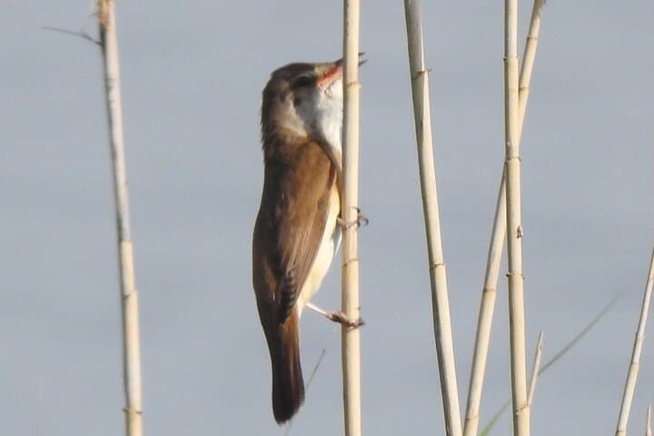 Bird-Watching Tour from Kusadasi: Gebekirse Lake & Ephesus Wildlife Day Trip photo 3