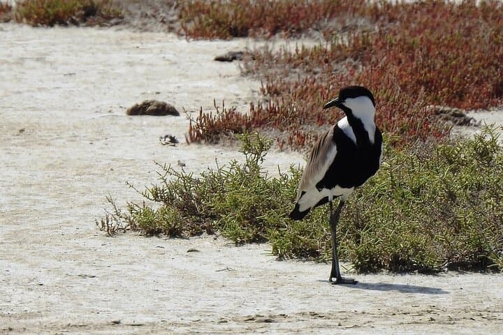 Bird-Watching Tour from Kusadasi: Gebekirse Lake & Ephesus Wildlife Day Trip photo 6
